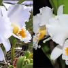 Cattleya percivaliana var alba x sib ('Canaima's Malandro' BM/JOGA x 'Select')