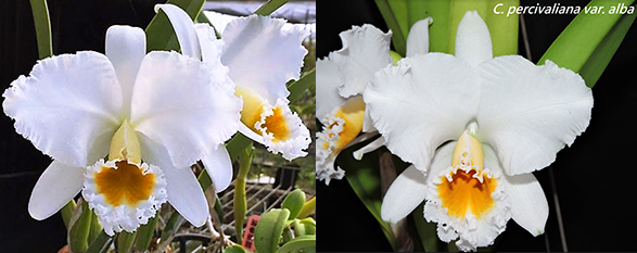 Cattleya percivaliana var alba x sib ('Canaima's Malandro' BM/JOGA x 'Select')