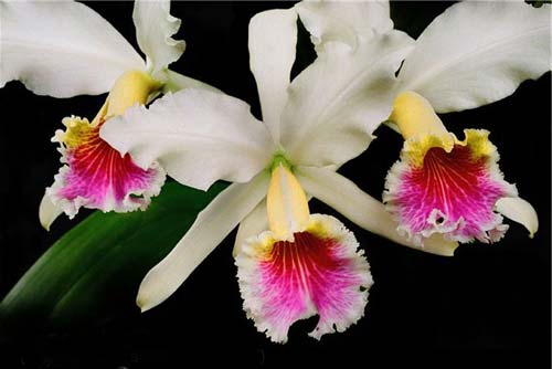 Cattleya rex var. Moyobamba