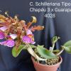 Cattleya schilleriana 'Chapeu #3' x 'Guarapari 4028'