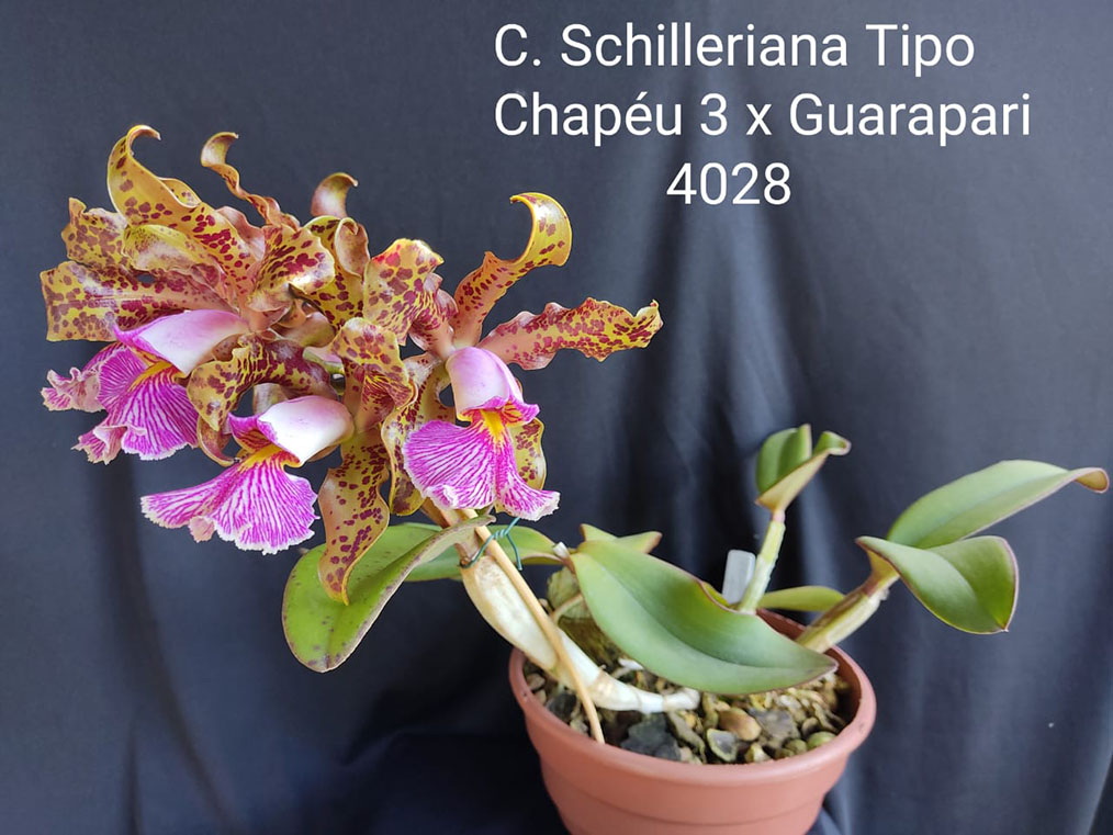 Cattleya schilleriana 'Chapeu #3' x 'Guarapari 4028'