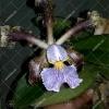 Cattleya schilleriana coerulea 'Bravim' x 'Santa Teresa'
