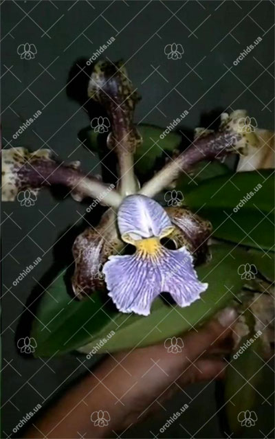 Cattleya schilleriana coerulea 'Bravim' x 'Santa Teresa'
