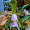 Cattleya schilleriana coerulea 'Dona Marcia'