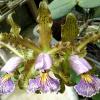 Cattleya schilleriana coerulea