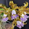 Cattleya schilleriana coerulea select division #2