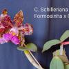 Cattleya schilleriana 'Formosinha' x 'Guarapari 4029'