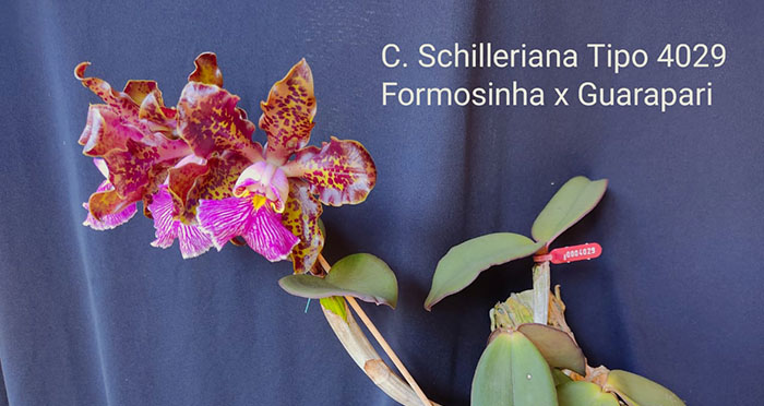 Cattleya schilleriana 'Formosinha' x 'Guarapari 4029'