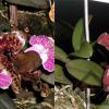 Cattleya schilleriana 'Olinda' x 'Preciosa'