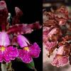 Cattleya schilleriana rubra x labelao