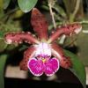 Cattleya schilleriana 'Sem ID'