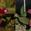 Cattleya schilleriana 'Sublime' x 'Preciosa'