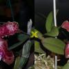 Cattleya schilleriana 'Surpresa' x 'Preciosa'