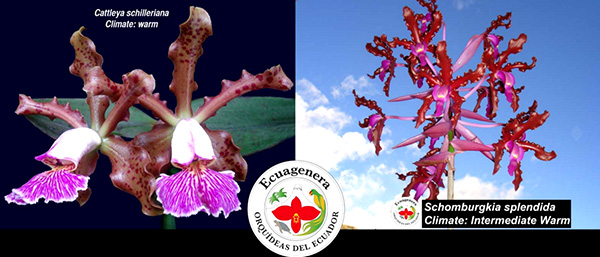 Cattleya schilleriana x Schomburgkia splendida