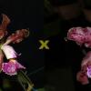 Cattleya schilleriana 'Zaslawski' x 'Surpresa'