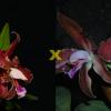 Cattleya schofieldiana escura 'Gloriosa' (ES) x schofieldiana 'GU' (ES)