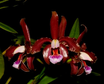 Cattleya schofieldiana escura 'Gloriosa' (ES) x SELF