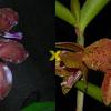 Cattleya schofieldiana 'GU' (ES) x schofieldiana 'Caioaba' (ES)