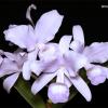Cattleya skinneri coerulescens