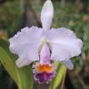 Cattleya trianae coerulea (SPL #1)