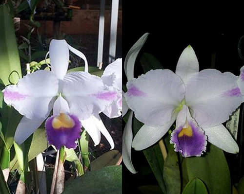 Магазин орхидей - Страница 3920 - форум магазина коллекционных