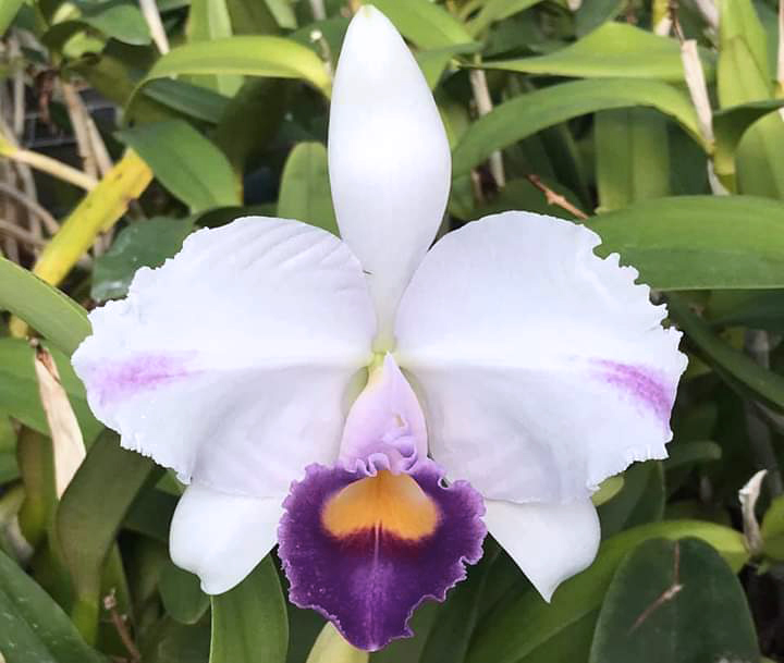 Cattleya trianae coerulea pincelada 'Lua Azul'