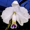 Cattleya trianae coerulea 'Thalles Sun' x coerulea 'Ovidio'