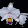Cattleya trianae coerulea x SELF