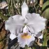 Cattleya trianae concolor 'Ocri 730' x concolor 'Zulu'