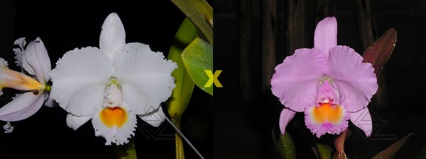 Cattleya trianae concolor 'Z-153- Nr 1' x trianae concolor 'Z-153- Nr 2'