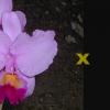 Cattleya trianae 'Fine Variety' (98-8) x Cattleya trianae 'Junio' (12-8)