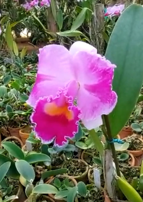 Cattleya trianae (mariposa' x rotunda) x trilabelo #T013