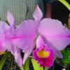 Cattleya trianae 'Mary Fennell'
