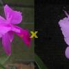 Cattleya trianae 'Sangre de Toro II' (25-8) x Cattleya trianae tipo 'Martinelli' (78-8)