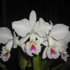 Cattleya trianae semi alba 'Rinaldi' x SELF