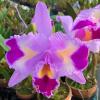 Cattleya trianae trilabelo 'Masha'