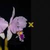 Cattleya trianae 'Waldemar Silva' x trianae lab escuro-integro 'Monte Verde'