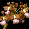 Cattleya velutina (RZ)