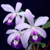 Cattleya violacea coerulea ('K S #1' x 'K S #2')