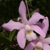 Cattleya violacea concolor