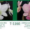 Cattleya walkeriana alba 'Aurora Boreal' TE X Cattleya walkeriana vinicolor 'Transcendental' TE