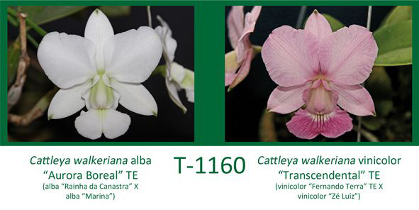 Cattleya walkeriana alba 'Aurora Boreal' TE X Cattleya walkeriana vinicolor 'Transcendental' TE