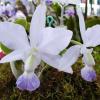 Cattleya walkeriana alba x coerulea