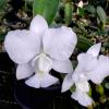 Cattleya walkeriana alba x self