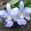 Cattleya walkeriana coerulea 'Edwards' x coerulea 'Celebridade'
