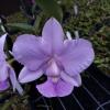 Cattleya walkeriana coerulea 'Higor HG'