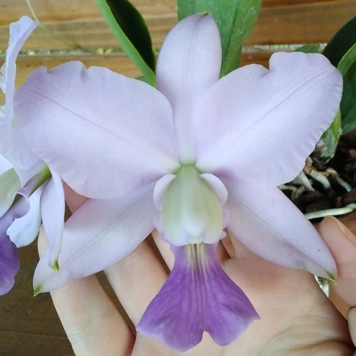 Cattleya walkeriana coerulea 'Salomao' x suave perola 'Lua Cheia'