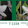 Cattleya walkeriana coerulea 'Tatiana' x Cattleya walkeriana coerulea 'Piracanjuba'