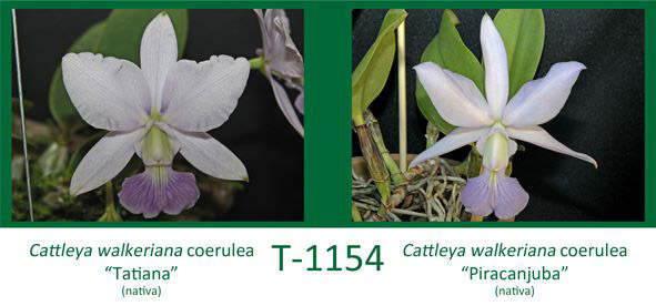 Cattleya walkeriana coerulea 'Tatiana' x Cattleya walkeriana coerulea 'Piracanjuba'