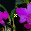 Cattleya walkeriana rubra pelorica 'Esperada' x (walkeriana rubra flamea 'Portinari' x SLF)